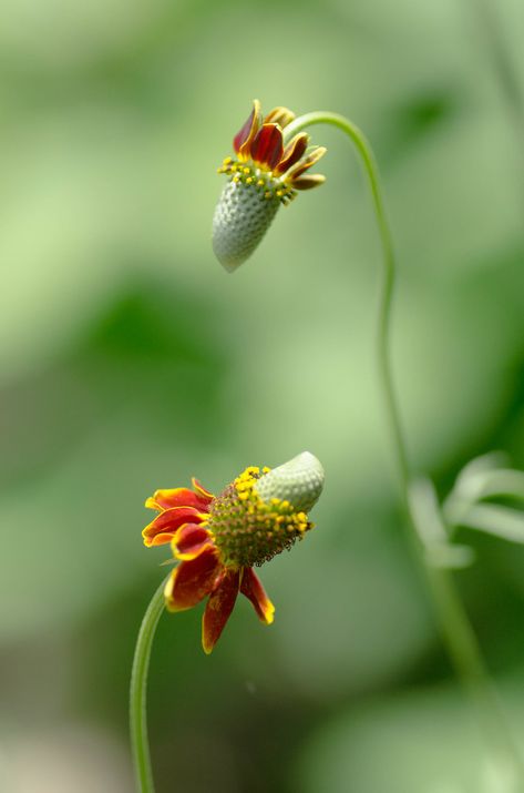 Mexican Hat | Ratibida columnifera, commonly known as uprigh… | Flickr Prairie Coneflower, Native Mexican, Mexican Flowers, Mexican Hat, Green And Orange, Perennials, Planting Flowers, North America, Daisy