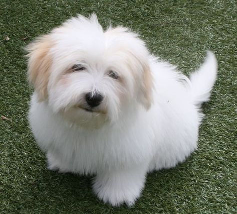 100+ Best Coton de Tulear Dog Names | The Paws Cotton De Tulear, Dog Name Ideas, Coton De Tulear Puppy, Coton De Tulear Dogs, Female Dog Names, Puppy Cut, Coton De Tulear, Cutest Dog Ever, Dog Cuts