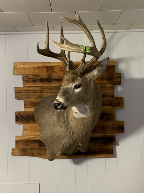 Cypress Wall Mount Deer Head Mount Ideas Display, Deer Head Mount, Deer Mount Decor, Deer Mount Ideas, Deer Heads Mount, Deer Heads, Deer Mounts, Deer Wall Art, Taxidermy Mounts