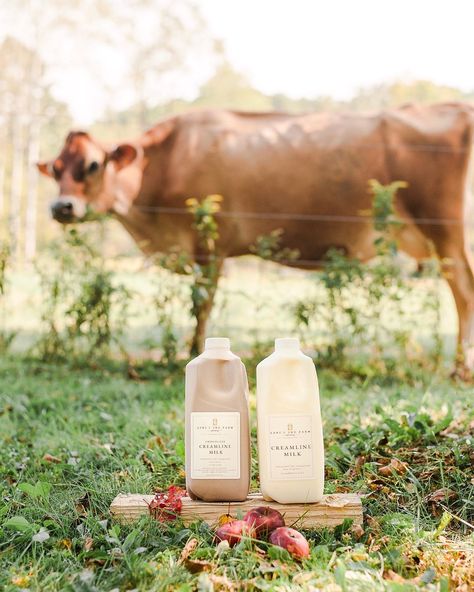 Jesse + Lisa Vivian, dairy farming with an on-farm creamery on Instagram: “This past weekend, we got a chance to meet so many of you and share what makes our products so much better for you and your family while…” Farm Product Photography, Dairy Farm Aesthetic, Dairy Photography, Cheese Farm, Milk Photography, Guernsey Cow, Dairy Brands, Dairy Farming, Milk Benefits