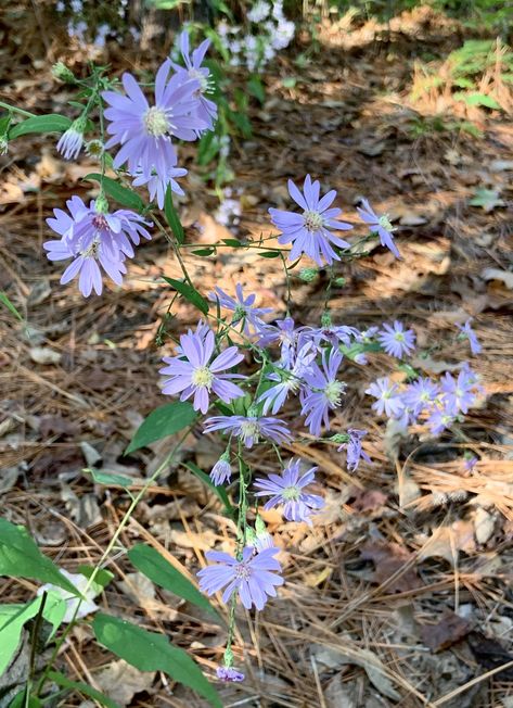 Blue Wood Aster, Wood Aster, Clay Soil Plants, Native Landscaping, Dragon Flies, Flower Plants, Wildflower Garden, Clay Soil, Woodland Garden