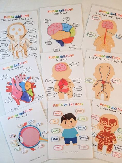 Part Of Body Activities For Preschool, Human Anatomy Preschool Activities, Body Parts Project For Kids, My Body Kindergarten, Preschool Anatomy, Human Body Activities For Kids, Brain Printable, Human Body For Kids, Anatomy Eyes