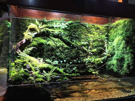 Ikea Paludarium, Vertical Paludarium, Paladarium Design, Terrarium Room, Rainforest Terrarium, Paludarium Vivarium, Paludarium Ideas, Vivarium Ideas, Bioactive Vivarium