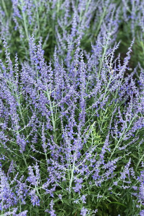 Russian Sage is one of those plants that every garden should have. Easy to grow, gives a little vertical height, is drought tolerant once established, pollinators love it, and gives you flowers from mid summer to fall! Cottage Garden Roses, Russian Sage, Sage Garden, Silver Plant, Sage Plant, Mid Summer, Garden Girls, Shade Trees, Summer To Fall