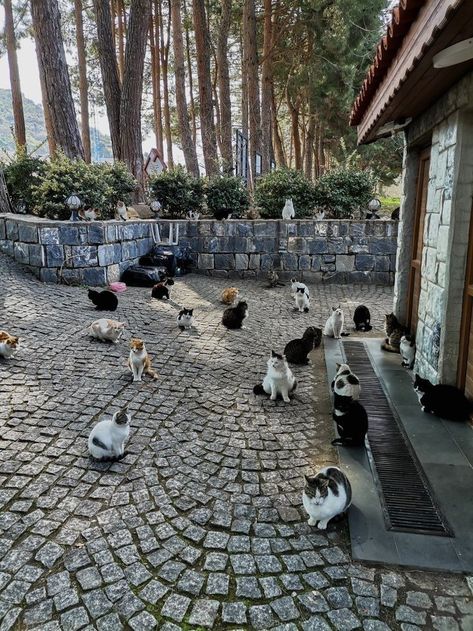 Streets Of Turkey, Cats In Europe, Istanbul Turkey Cats, Istanbul Cats Aesthetic, Cats In Turkey, Cats In Italy, Street Cats Aesthetic, Turkey Streets, Turkish Vibes