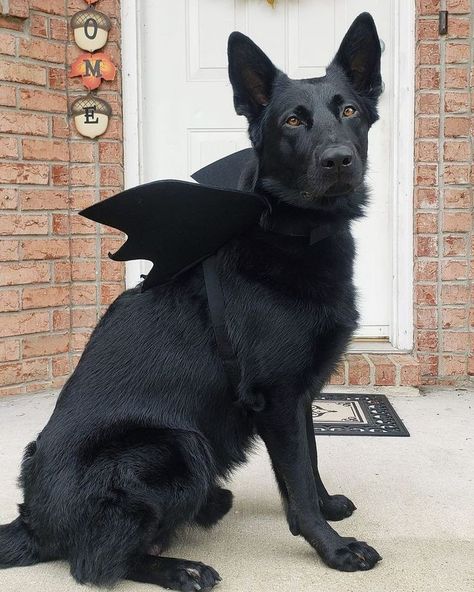 Black Dog Halloween Costumes, Black Dog Costume, Big Dog Halloween Costumes, Big Dog Costumes, Black And Tan German Shepherd, Black Gsd, Dog Paw Print Art, Tan German Shepherd, Black German Shepherd Puppies