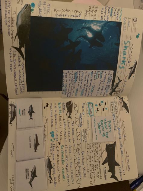 Marine Zoologist Aesthetic, Marine Biology Science Fair Projects, Maine Biology Aesthetic, Zoology Major Aesthetic, Marine Biology Vision Board, Marine Bio Aesthetic, Marine Biology Room, Marine Biology Student Aesthetic, Marine Biology Book