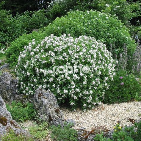 Daphne x transatlantica ETERNAL FRAGRANCE 'Blafra' Daphne Transatlantica, Daphne Eternal Fragrance, August Beauty Gardenia, Daphne Plant, Deer Resistant Plants, Planting Shrubs, Garden Shrubs, Flowering Shrubs, Tall Plants