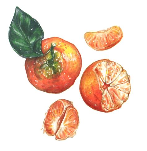 Sweet tangerines. Hand drawn food illustration. Tangerine Tree Drawing, Tangerine Drawing, Tangerine Drawing Cute, Drawing Of Orange Fruit, Tangerine Illustration, Orange Juice Painting, Orange Juice Watercolor, Drawn Food, Chalk Wall