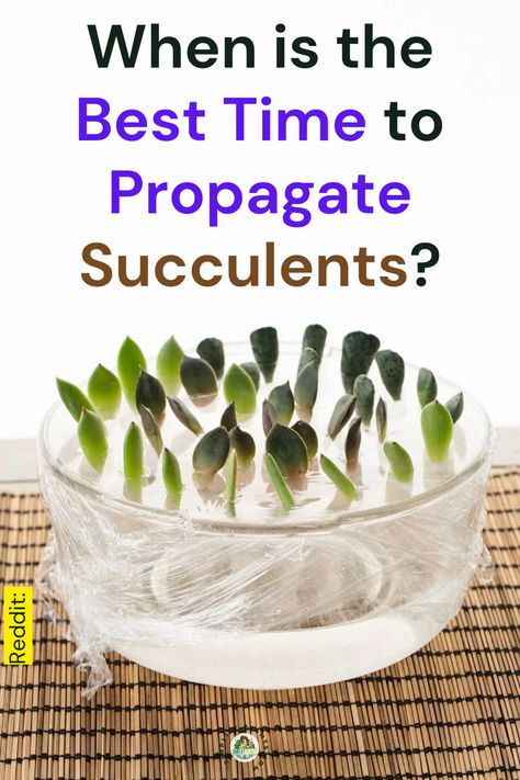 "Discover the best time to propagate succulents with our comprehensive succulent care guide! Learn essential succulent propagation tips for indoor succulent propagation and understand seasonal succulent growth patterns. Whether you're a beginner or looking to enhance your skills, our guide ensures you’ll be propagating succulents successfully in no time. Explore the optimal seasons for propagation and watch your succulent collection thrive!" Succulents Care Guide, Succulant Planting Ideas Garden, How To Care For Succulents, Succulent Care Indoor, How To Propagate Succulents, Succulents Care, Propagate Succulents From Leaves, Propagation Tips, Succulent Propagation