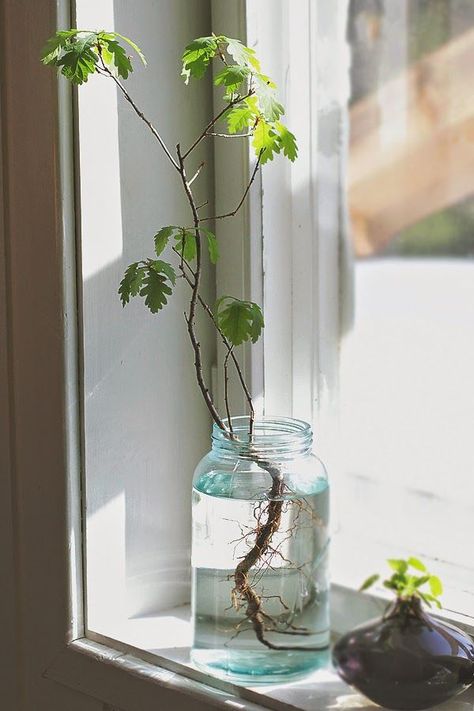 Oak tree growing in a jar of water - An-Magritt - Oaxacaborn Plant Progation, Indoor Water Garden, Hotel Lobbies, Flower Meanings, Office Plants, Succulent Terrarium, Fish Tanks, Hydroponic Gardening, Plant Cuttings