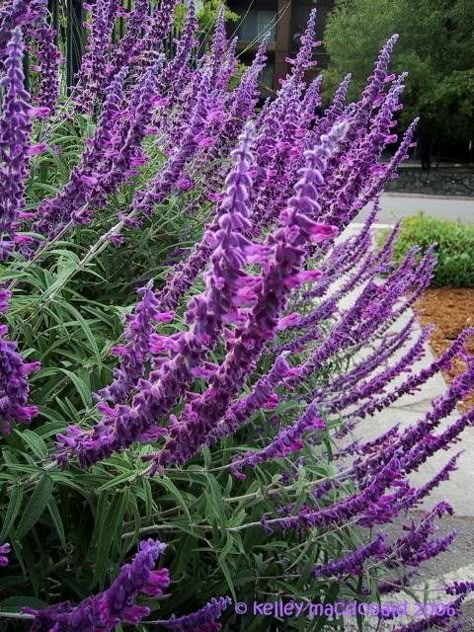 Hummingbird Sage, Mexican Bush Sage, Mexican Sage, Mexican Garden, Front Yard Plants, Front Courtyard, Hummingbird Garden, Purple Garden, Drought Tolerant Plants