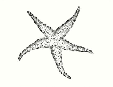 Starfish Tattoo, Matching Tats, Dotted Drawings, Nautical Star, 3d Design Projects, Sea Star, Star Tattoos, Black And White Drawing, Custom Stamps