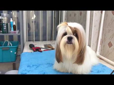 Corte higiénico en el perro | MACHO | La Casita de los Shih Tzu - YouTube Corte Shitzu, Perro Shih Tzu, Shih Tzu, Pet Shop, Pet, Animals, Quick Saves, Color