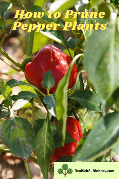 Learn how to prune pepper plants for bigger harvests and healthier plants. Find out why pruning pepper plants is crucial if you want to grow loads of peppers. #growingpeppers #peppergardening #prunepepperplants Baby Bell Peppers, Pepper Growing, Grow Peppers, Growing Peppers, Growing Veggies, Quiet Corner, Pepper Plants, Garden Veggies, Garden Types