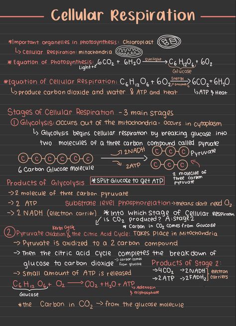 I will turn your handwritten notes to aesthetic pinterest notes Biology Notes Layout, Biology Notes Life Processes, Human Biology Aesthetic Notes, Photosynthesis Notes Aesthetic, Life Processes Biology Notes, Pharmaceutics Notes, Neet Biology Notes, Bio Notes Aesthetic, Studying Biology Aesthetic