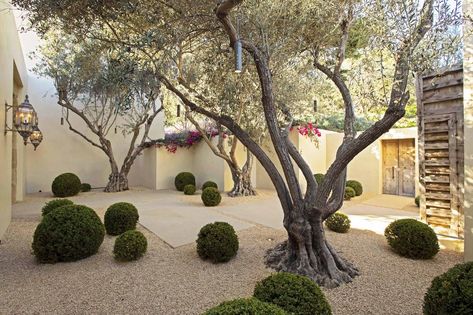 Hoerr Schaudt Boxwood Globes Gravel Courtyard Santa Barbara Style Landscaping, Landscaping Around Pool, Boxwood Landscaping, Courtyard Plants, Horse Chestnut Trees, Red Maple Tree, Rose Cuttings, Cedar Pergola, Hillside Garden