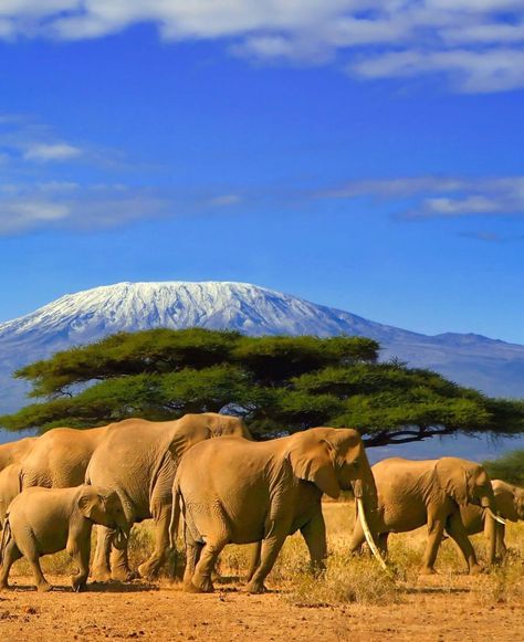 African elephants with the snow-capped Mount Kilimanjaro in the background, under blue cloudy skies. Does this iconic view interest you? 🐘🏔️🇹🇿 #Elephants #Kilimanjaro Mt Kilimanjaro, Cloudy Skies, Mount Kilimanjaro, Snow Caps, African Elephant, Elephant, Blue, Quick Saves