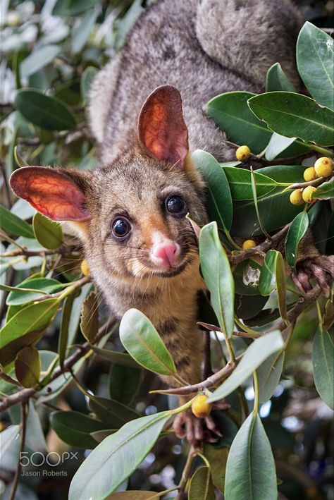 Australian Possum, Australian Mammals, Australian Fauna, Australia Animals, Australian Wildlife, Unusual Animals, Cute Animals Images, Australian Animals, Animal Faces