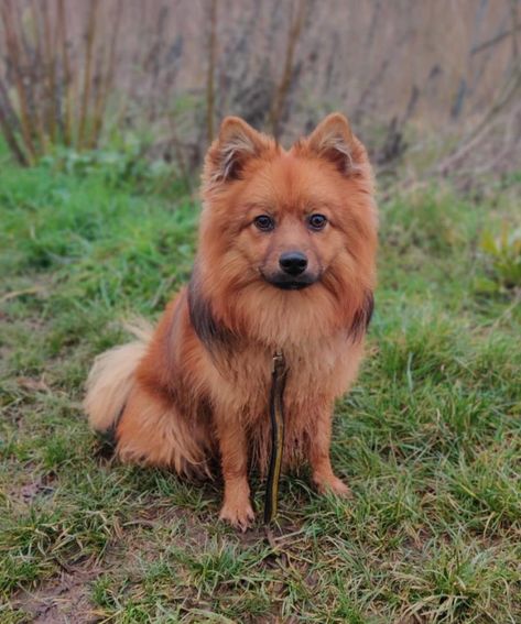 Rescue Dog | Pomeranian | Rocket | Dogs Trust Pomeranian Rescue, Rehome Dog, Dog Pomeranian, Rocket Dogs, Largest Dog, Dogs Trust, Rescue Dog, Dry Dog Food, Rescue Dogs