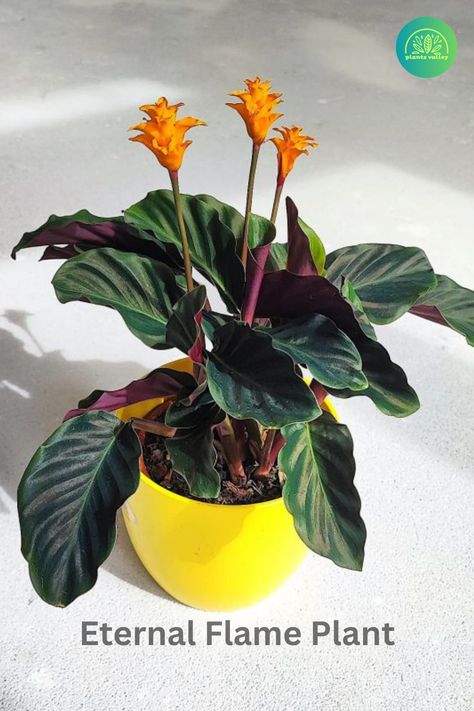 Eternal Flame Plant Calathea Crocata, Pruning Plants, Monstera Plants, Plant Pests, Eternal Flame, Plant Diseases, Indoor Jungle, Environmental Damage, Propagating Plants