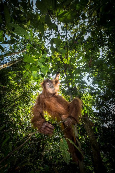 Hanging Around Photo by Ian Plant — Sumatran orangutan hanging from a tree in Gunung Leuser National Park, Indonesia. Critically endangered and threatened by habitat loss due to logging and development, the population of Sumatran orangutans is estimated at just over 7000 in the wild. Gunung Leuser National Park, Sumatran Orangutan, North Sumatra, Photography Guide, National Geographic Photos, In The Wild, Koala Bear, Outdoor Photography, National Geographic