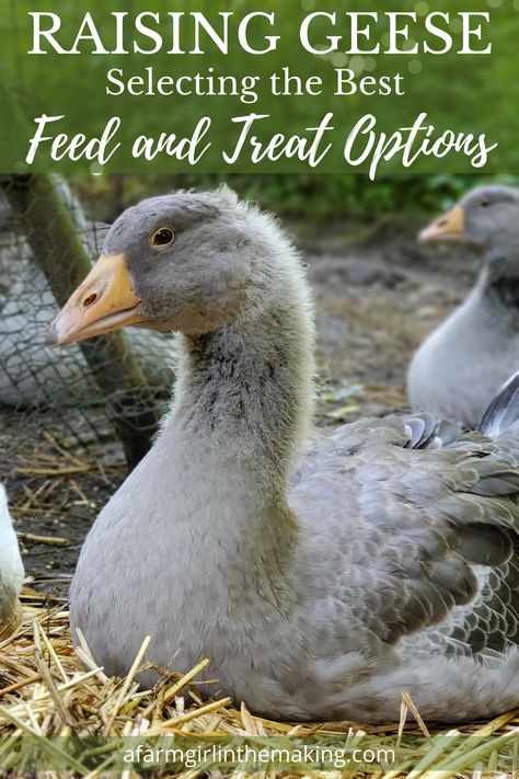 American Buff Geese, Goose Coop, Duck Keeping, Raising Geese, Dust Bath For Chickens, Geese Breeds, Pet Turkey, Duck Pens, Homestead Animals