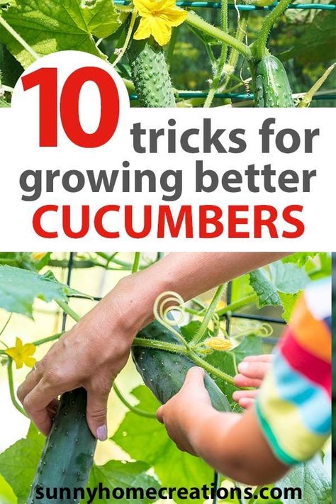 Gardening Cucumbers, Steps Outdoor, Cucumber Gardening, Planters Diy, Modern Gardens, Vegetable Garden Tips, Garden Container, Cucumber Plant, Growing Cucumbers