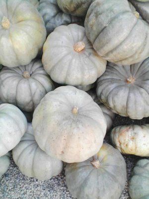 It’s the gray pumpkin Charlie Brown! | Happy Mundane | Jonathan Lo Gray Pumpkins, Green Pumpkins, Grey Pumpkin, It's The Great Pumpkin, Going Grey, Thanksgiving Table Settings, Grain Sack, Scandinavian Living, Going Gray