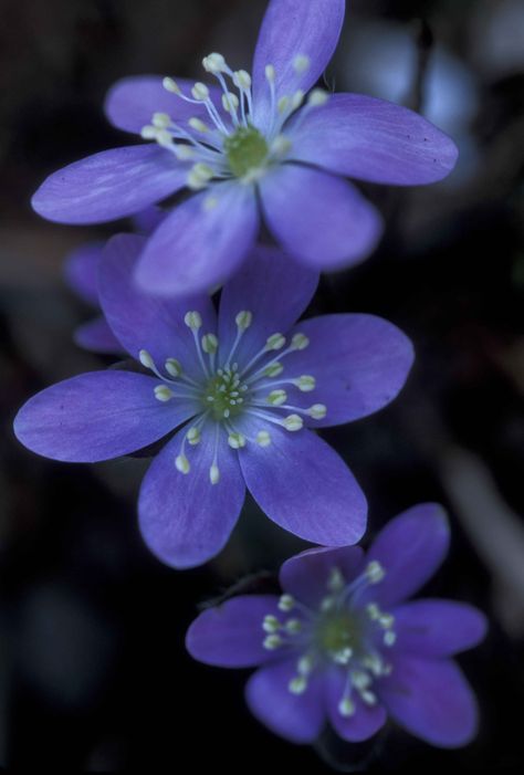 Plant Wildflowers, Anemone Hepatica, Flowers Lilac, French Country Garden Decor, Country Garden Decor, French Country Garden, Gardening Hacks, Artwork Ideas, Head Piece