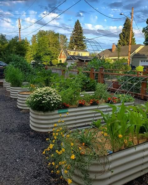 Beautiful front yard garden! Show me yours. 💚👩‍🌾😍 Garden Patch Ideas, Vego Garden Layouts, Chicken Proof Garden, Front Yard Garden Vegetable, Horticulture Aesthetic, Vege Patch, Above Ground Garden, Vege Garden, Garden Prepping