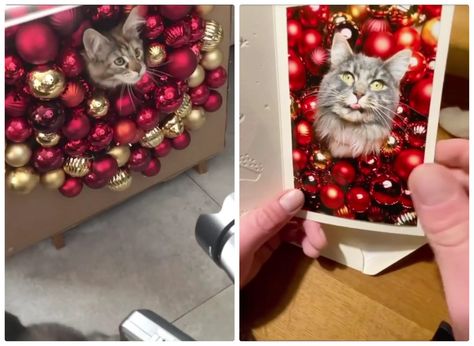 Diy Christmas Pet Photo, Christmas Card Photo Ideas With Dog And Cat, Funny Pet Christmas Photos, Pet Holiday Photos Ideas, Christmas Cards With Pets, Christmas Card Photo Ideas With Cat, Cat Christmas Cards Photo, Christmas Card With Pets, Cat Christmas Photoshoot Ideas