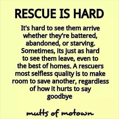 We are eternally grateful to all those who help in rescuing and rehabilitating animals. Thank you! Animal Rescue Quotes, Rescue Dog Quotes, Rescue Quotes, Foster Dog, Dog Shaming, Rescue Animals, Foster Mom, Pet Rescue, Pug Puppies