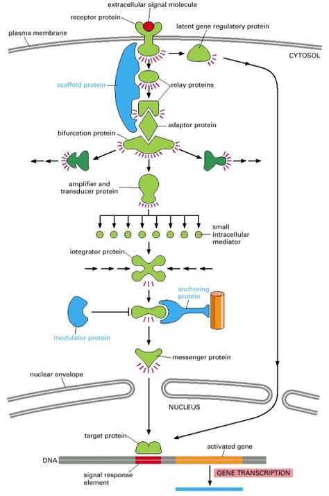 Hormones Nursing, Endocrine System Hormones, Signal Transduction, Biology Textbook, Scientific Writing, Plasma Membrane, Mcat Study, Gene Expression, Ap Biology