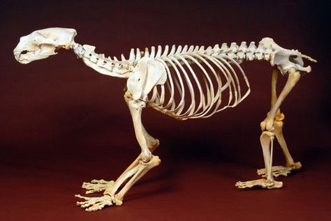 Polar bear skeleton Polar Bear Skeleton, Bear Skeleton, Skeleton Muscles, Bristol University, Zoo Photos, Cat Anatomy, Animal Skeletons, Animal Skull, Vulture Culture