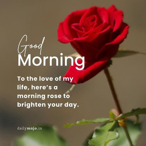 Beautiful Romantic Good Morning Rose Images: Express Love Cute Good Morning Images Romantic, Good Morning Quotes For Her Romantic, Good Morning Roses Images Love, Good Morning My Love Romantic Beautiful, Good Morning Rose Flower, Romantic Lines For Girlfriend, Rose Flower Images, Good Morning Rose, Romantic Lines