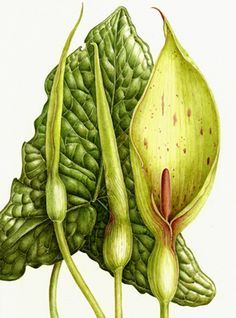 Botanical Painting Watercolour, Arum Maculatum, Zantedeschia Aethiopica, Lily Art, Arum Lily, Illustration Botanique, Botanical Artwork, Vintage Botanical Prints, Botanical Illustrations