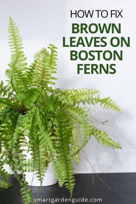 Fern Plants Indoor, How To Keep Ferns Green, Overwintering Boston Ferns, House Ferns Indoor Plants, How To Care For Ferns Outdoors, Caring For Ferns Outdoors, How To Take Care Of Ferns Outside, How To Prune Ferns, Boston Fern Propagation