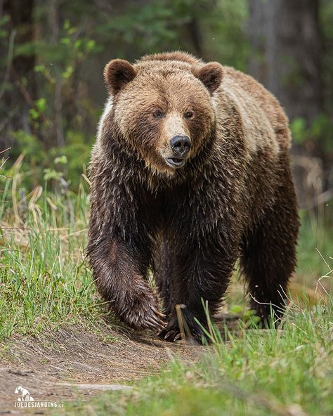 Joe Desjardins | Photographer on Instagram: “Grizzly bear of the Canadian Rockies 🇨🇦 . . . #ig_naturelovers #natureisamazing #grizzlybears #explorealberta #ig_animals #naturegeography…” Grizzly Bear Aesthetic, Paint Carving, Grizzly Bear Photography, California Grizzly Bear, Beruang Grizzly, Bear In Forest, Bear Reference, Canadian Animals, Bear Photo