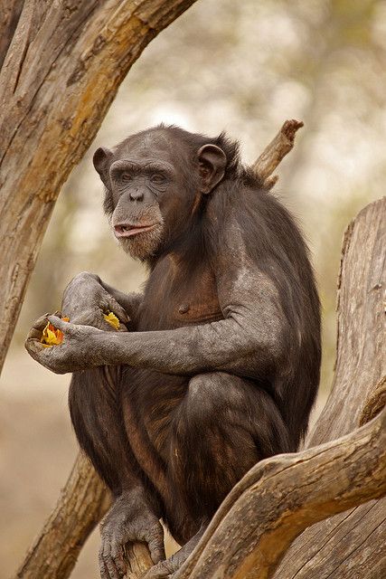 Monkey Eating, Monkey Family, Types Of Monkeys, Forest People, Ape Monkey, Barrel Of Monkeys, Morning Snack, Great Ape, A Monkey