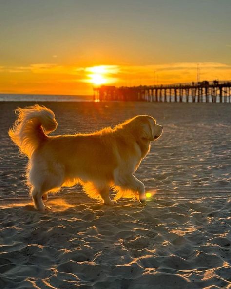 Big Golden Retriever, Evening Greetings, Cute Animals Puppies, Cute Dog Pictures, Sun Shine, Pets 3, Sun Set, Never Trust, Golden Dog