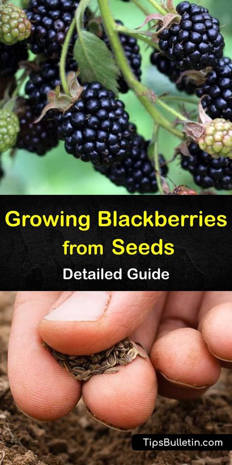 Find out all you need to know to grow blackberries from seed. Learn about different blackberry varieties, from trailing to thornless. Blackberry bushes only produce berries in their second year, not on their primocanes. Plant your brambles in partial or full sun. #blackberries #growing #seeds Bucket Planting, Blackberries Growing, How To Grow Blackberries, Grow Blackberries, Blackberry Bushes, Planting Fruit, Farm Supplies, Thornless Blackberries, Mulberry Trees