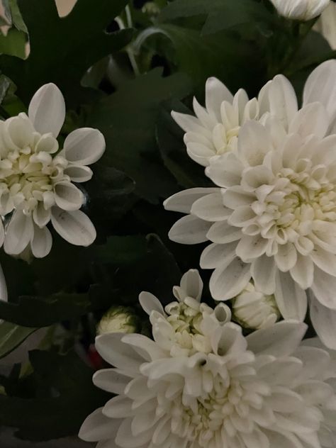 White Chrysanthemum Aesthetic, Chrysanthemums Aesthetic, Chrysanthemum Flower Aesthetic, Chrysanthemum Aesthetic, Chrysanthemum Wallpaper, White Chrysanthemum, Chrysanthemum Flower, Aesthetic Background, Custom Phone