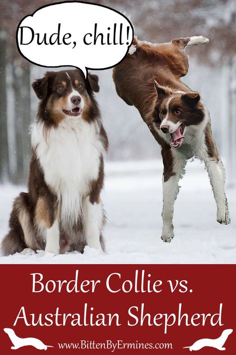 The Border Collie is probably the smartest dog breed in the modern world. Nowadays, they are highly efficient working dogs – border collies do a lot! They herd cattle, compete on dog shows, and are Well-beloved family dogs. An Australian Shepherd was breed to herd sheep, cattle, and sometimes even ducks as well. Australian Shepherds are intelligent, agile, and obedient. Here's the difference between both dogs! Australian Sheep Dog, Border Collie Herding, Fun Facts About Cats, Herding Cattle, Australian Sheep, Smartest Dog Breeds, Herding Dogs, Australian Shepherds, Border Collie Dog