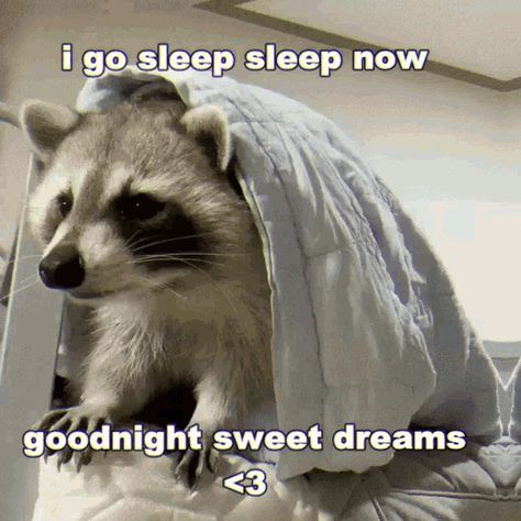 Good Night Funny Images, Good Night Gifs Funny, Goodnight Animals, Funny Good Night Pictures, Goodnight Gifs, Goodnight Gif, Raccoon Memes, Funny Good Night, Good Night Meme