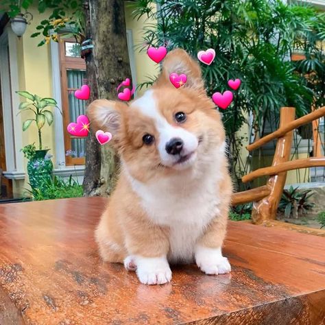 #cute #soft #dog #happy #love #meme #send Soft Memes Love, Reaction Pictures Love Cute, Cheer Up Quotes, Cute I Love You, Soft Dog, Dog Happy, Reaction Pics, Cute Memes, Happy Love