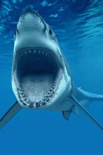 Deadly Animals, Creature Marine, Fauna Marina, Deep Blue Sea, Shark Week, White Sharks, Great White Shark, Ocean Creatures, Ocean Life