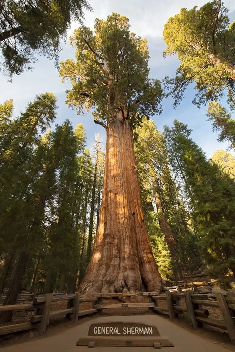 10 Awesome National Parks near San Francisco (2023) | The Whole World Is A Playground Most Beautiful Trees, Giant Sequoia Trees, Giant Sequoia, Redwood Trees, Sequoia Tree, Redwood National Park, Redwood Tree, National Park California, California National Parks