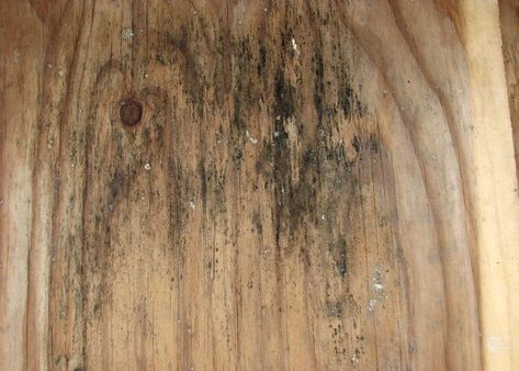 Remove Mold From Wood Furniture, How To Get Mold Off Wood, Cleaning Mold Off Wood, Clean Mildew Off Wood, Kill Mold On Wood, How To Clean Mold Off Wood, How To Clean Wood Walls, Cleaning Mildew Off Wood, How To Get Rid Of Mold On Wood