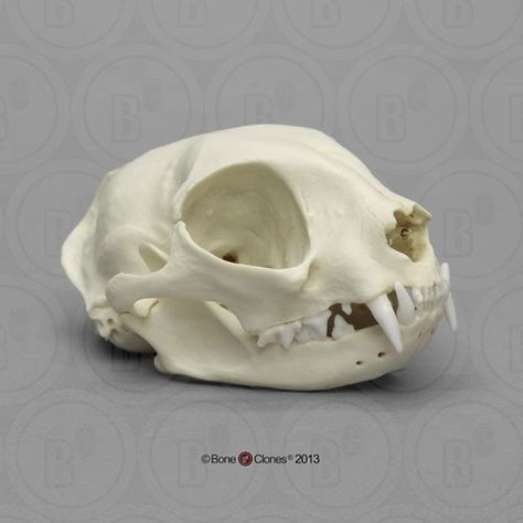 Tiger Skull, Skull Reference, Animal Skeletons, Animal Skull, Vulture Culture, Cat Skull, Bird Skull, Animal Bones, Domestic Cat